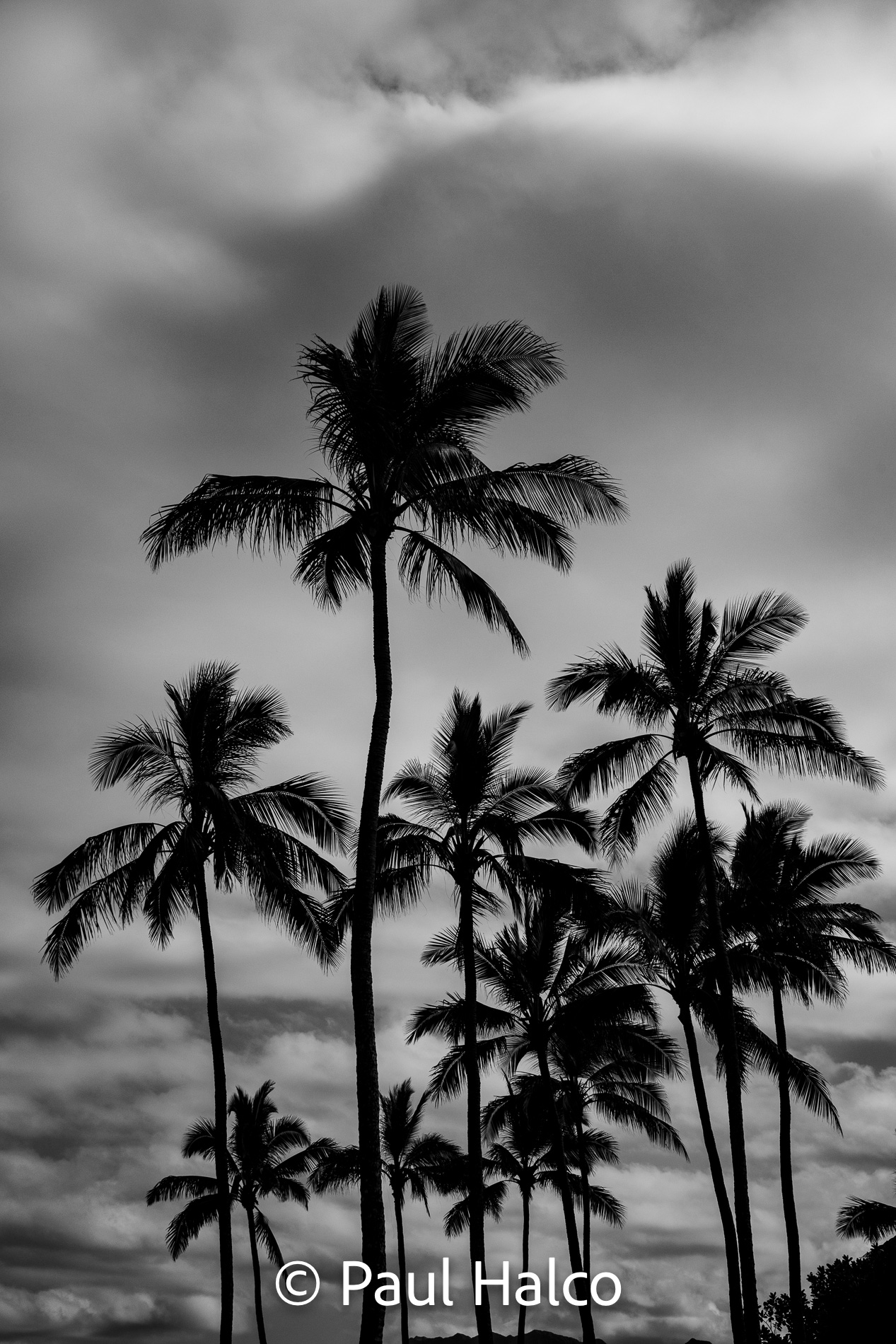 Paul Halco - Hawaii-9